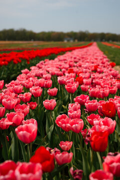 Rows of pink and red tulips stretching into distance
