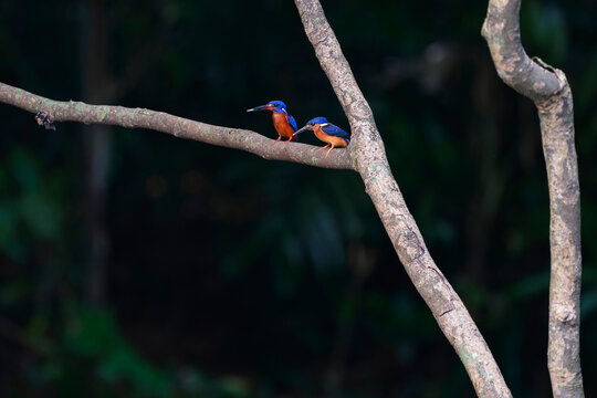 Adult kingfisher feeding a juvenile