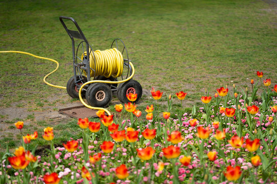 Caring for spring garden in full bloom