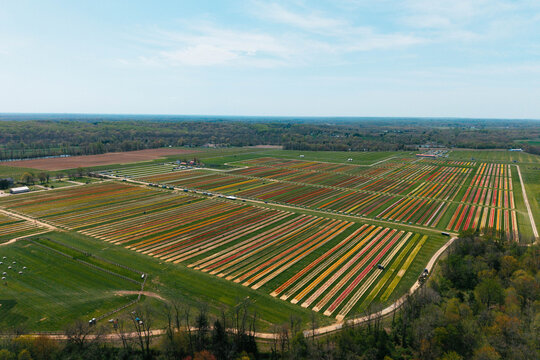 Wide aerial landscape of tulip farm with colorful rows