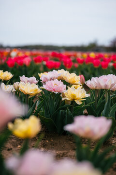 Soft pastel tulips blooming in garden rows
