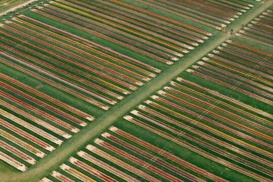 Aerial view of colorful tulip field rows with crossing path