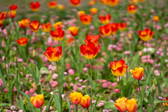 Colorful tulips blooming in spring garden
