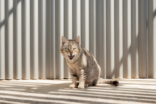 Fierce Gaze in the Sunlight