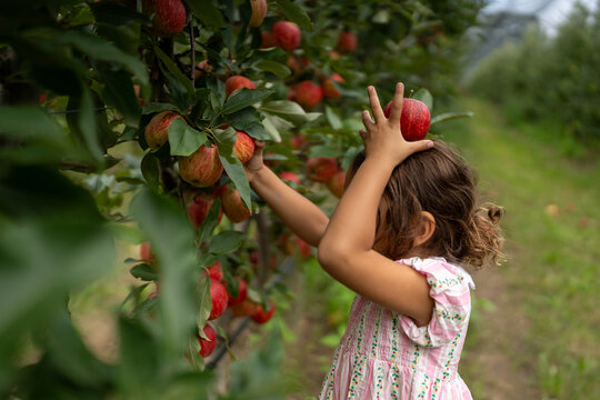 Playful apple balancing during orchard picking day