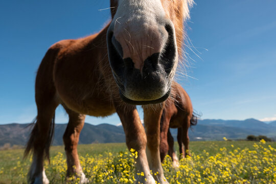 Two horses grazing among wildflowers from ground level