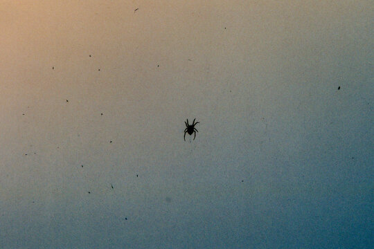 Shot on Film: Spider on Window Screen in Los Angeles at Dusk