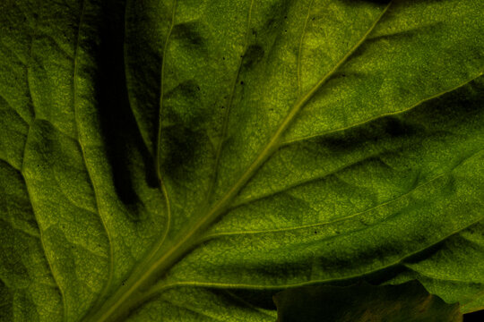 Close up detail of endive