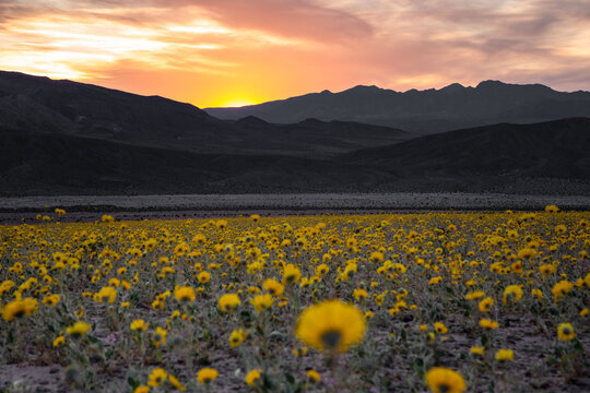Stunning Desert Super Bloom at Sunset