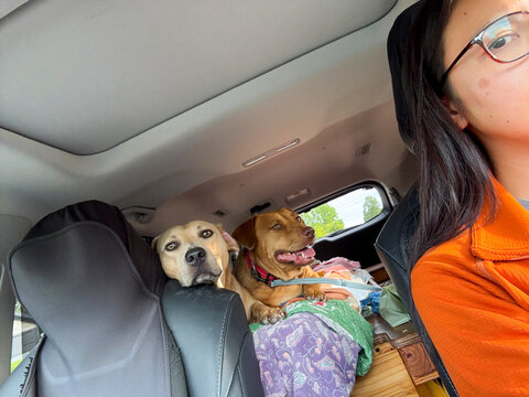 car selfie two dogs roadtrip travel driving pets