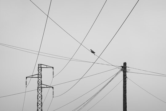 Lines of Silence