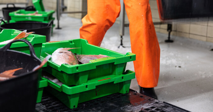 Anonymous fisherman sorts his catch
