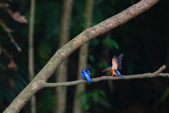Adult kingfisher feeding a juvenile