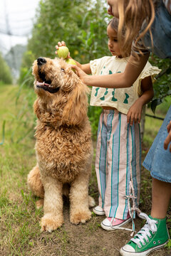 Child playing with dog in orchard setting