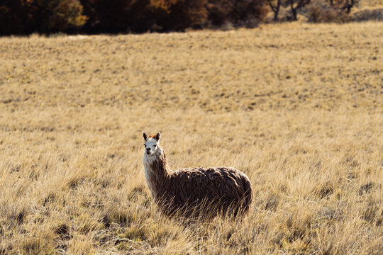 Alpaca in the Patagonia