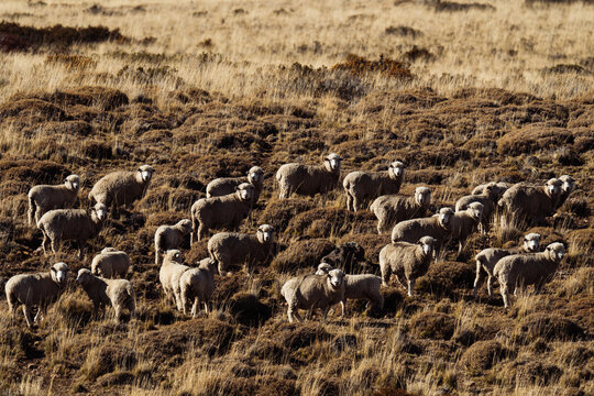 Sheep in Patagonia