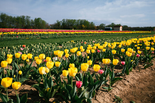 Yellow tulips blooming in rows across farmland