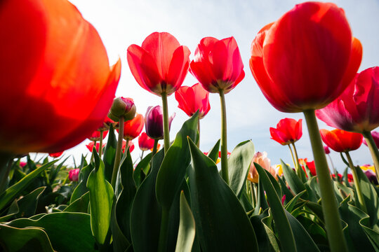 Low angle view of red tulips with sunlight
