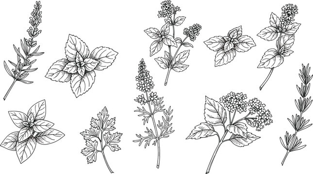 Vintage Culinary Herb Illustration Set Featuring Basil Rosemary Mint and Parsley Engravings for Organic Food Packaging Restaurant Menus and Botanical Graphic Designs