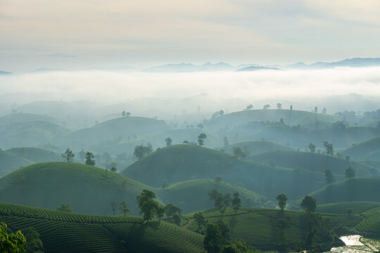 Tea Hills With Mist Layers