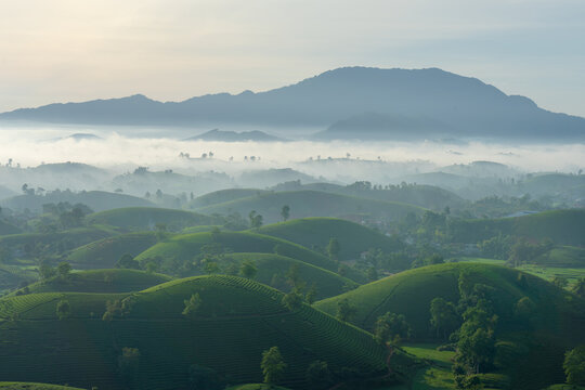 Mountain Above Tea Valley