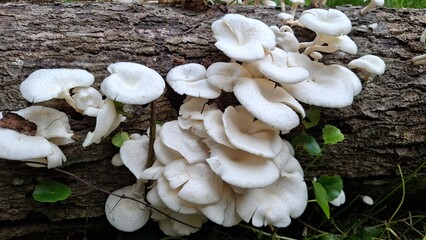 White wood mushrooms (Letinus squarrosulus) growing on a decaying tree tunk in a tropical forest © My Sinambela
