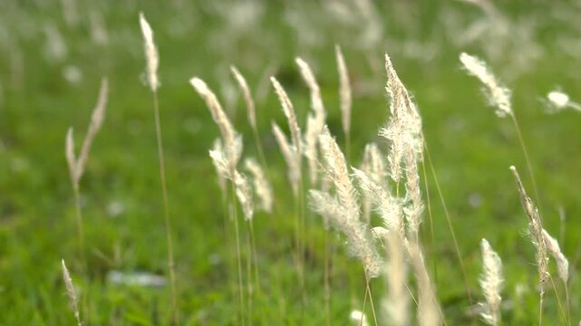 White cogon grass flowers 