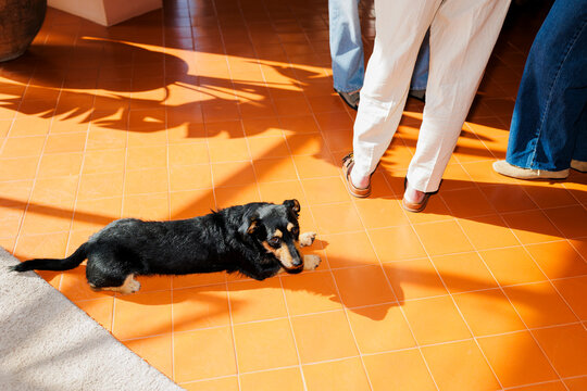 Dog resting on orange tiled floor near people and shadows