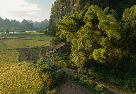 Rural house by bamboo grove