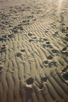Footprints in the Sand at Golden Hour