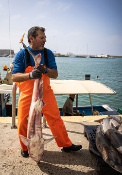 A fisherman unloads rock salmon from his fishing boat
