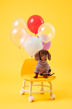 Dachshund with Balloons