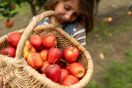 Child carrying basket of apples after harvest