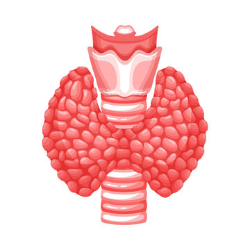 The illustration depicts a human thyroid gland in a detailed anatomical view from a medical perspective.