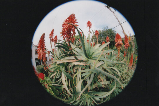 Shot on Film: Fisheye Photo of Blooming Aloe Plant in Los Angeles