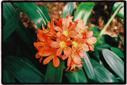 Clivia flowers displaying vibrant orange 