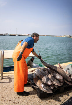 Fisherman Unloading Catch at the Harbor 