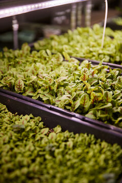 Fresh greens growing in trays in a microgreens indoor garden facility