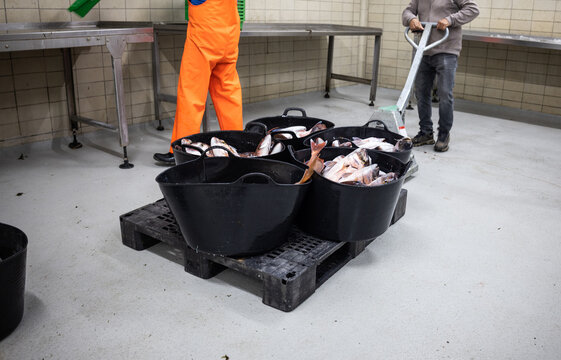 Two anonymous fishermen process their catch