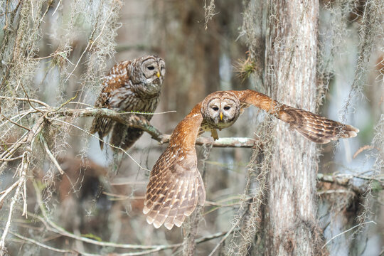 Barred owls flying in everglades national park, florida