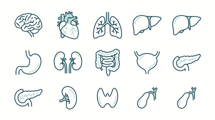 Fototapeta premium Premium Human Anatomy Icon Set Featuring Detailed Line Illustrations of Essential Internal Organs, Ideal for Health, Science, and Education-Related Graphic Design Projects
