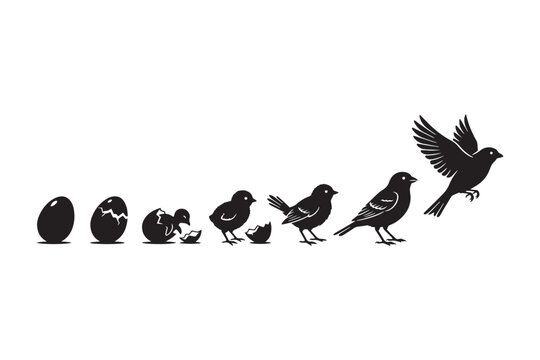 Bird Life Cycle and Development Stages Vector Silhouette