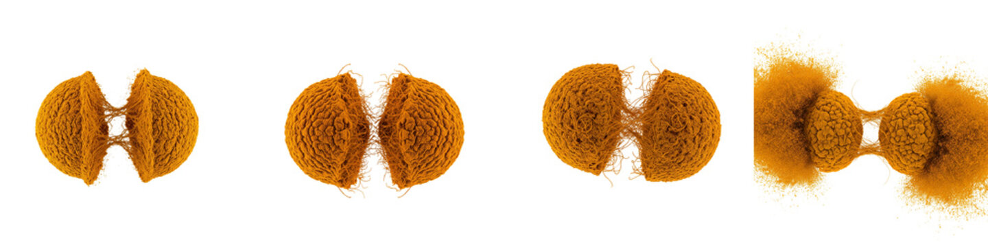 Cellular mitosis process showing cell division stages isolated on black