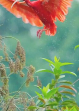 scarlet ibis stunning bird