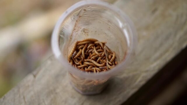 A group of silkworms live in a transparent plastic container seen from above.	
