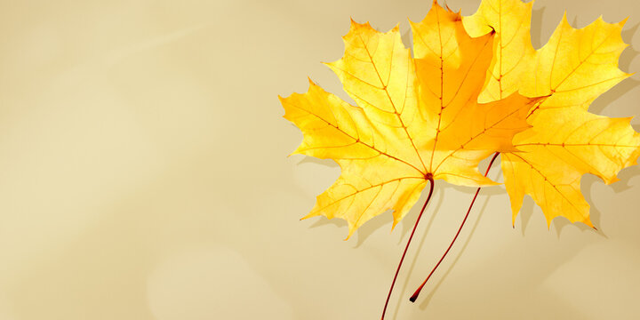 Autumn minimal banner with yellow maple leaf, sunlight shadow. Fall aesthetic photo with two leaves, seasonal texture autumnal foliage, yellow orange colored gradient foliage, copy space fot text