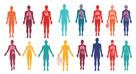 Obraz premium Human body silhouettes in various colors displaying different internal organ systems for medical and educational use.