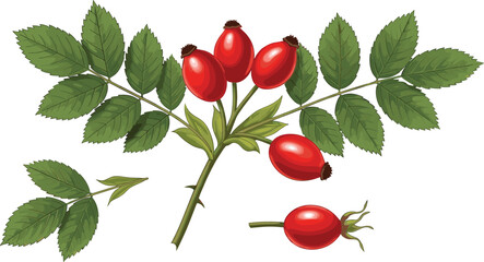Realistic rose hip berry branch with green leaves isolated medicinal botanical vector illustration design © Prodip