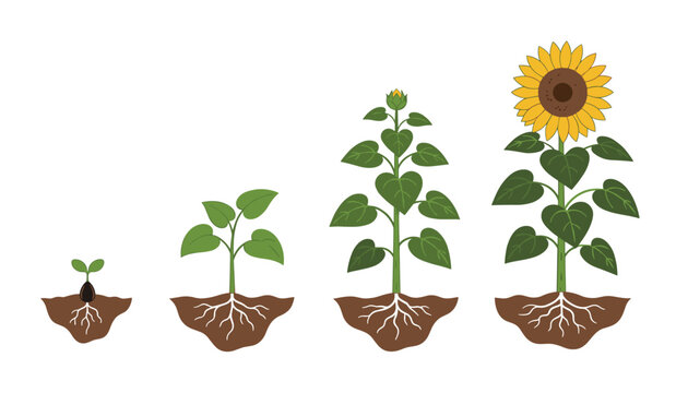 Four distinct stages of sunflower plant growth illustrate the progression from a tiny seed to a fully developed vibrant yellow flower bloom.