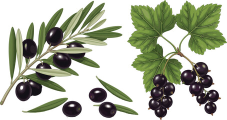 Black olive and blackcurrant berry branches with green leaves isolated realistic botanical vector illustration © Prodip